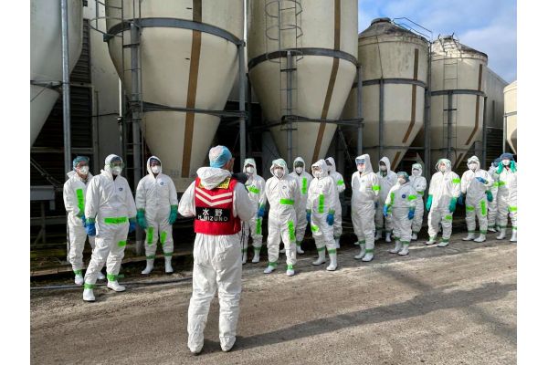 日本禽流感疫情蔓延 扑杀超800万只禽类