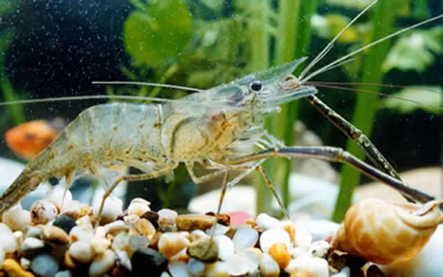 高温天气河蟹青虾养殖应对措施