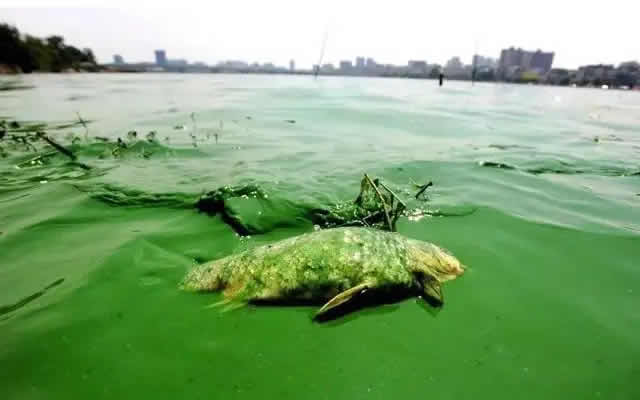 详解藻类、浮游植物、浮游动物以及微生物是怎样形成的